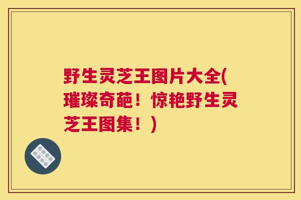 野生灵芝王图片大全(璀璨奇葩！惊艳野生灵芝王图集！)