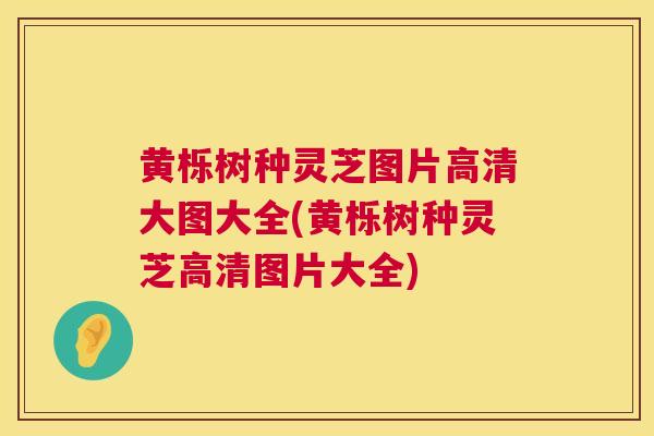 黄栎树种灵芝图片高清大图大全(黄栎树种灵芝高清图片大全)