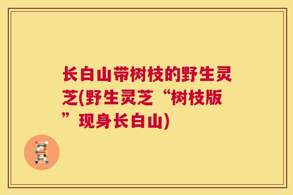 长白山带树枝的野生灵芝(野生灵芝“树枝版”现身长白山)