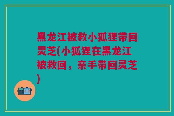 黑龙江被救小狐狸带回灵芝(小狐狸在黑龙江被救回，亲手带回灵芝)