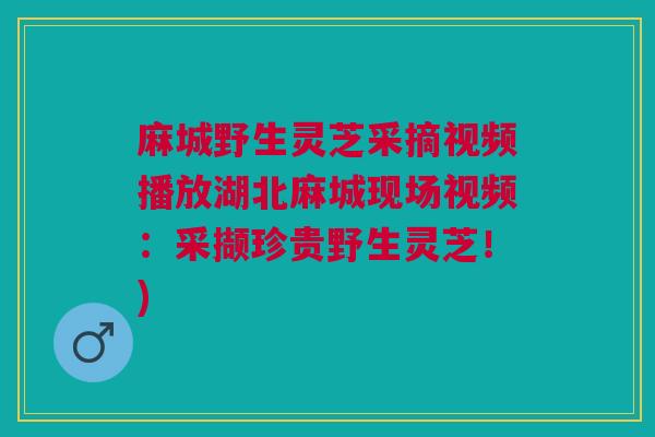 麻城野生灵芝采摘视频播放湖北麻城现场视频：采撷珍贵野生灵芝！)
